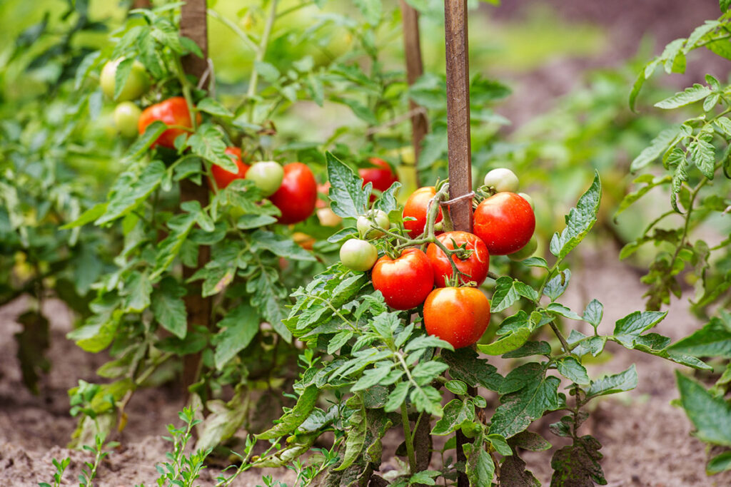 Plant in Summer